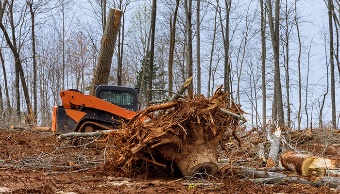 land clearing nj land clearing company north new jersey